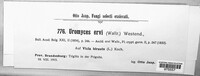 Uromyces ervi image